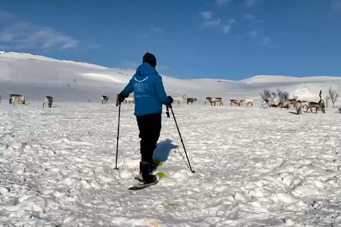 Tromso: Reindeer Feeding and Snowshoeing Tour with Lunch - Morning or Afternoon Departure?