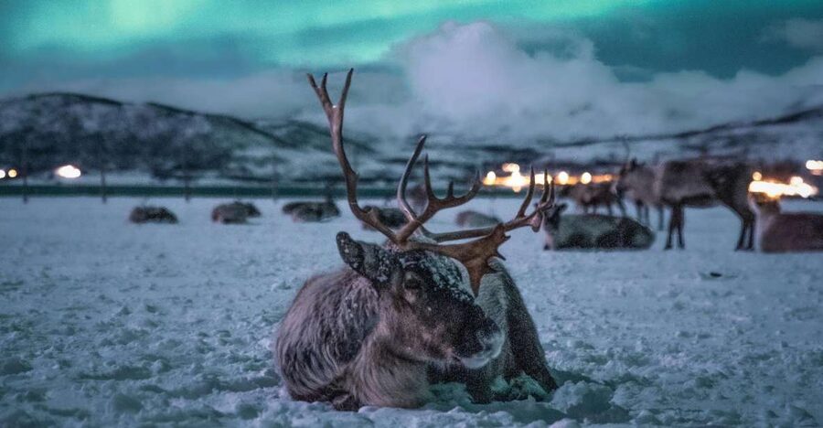 Tromsø: Reindeer Sled, Dinner, and Chance of Northern Lights - Why the reindeer feeding is the evening’s highlight