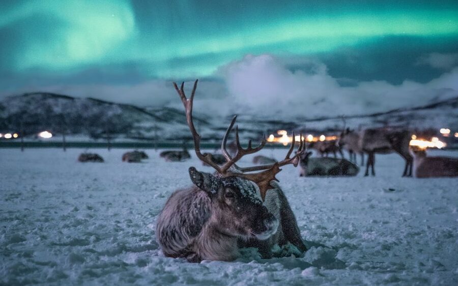 Tromsø: Reindeer Sled, Dinner, and Chance of Northern Lights - The sled ride: atmospheric, but not a long expedition