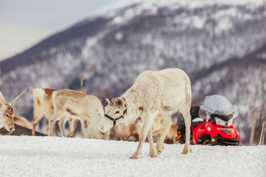 Tromsø: Reindeer Sledding & Feeding with a Sami Guide - Key points to know before you book