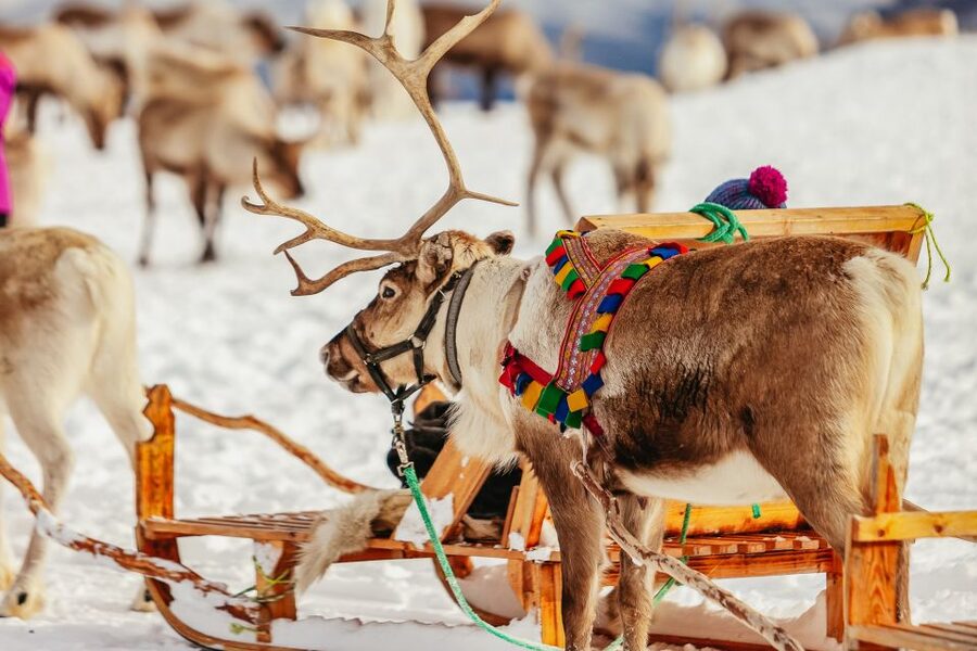 Tromsø: Reindeer Sledding & Feeding with a Sami Guide - A gentle sled ride through the snow