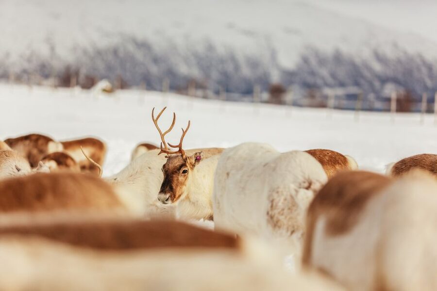 Tromsø: Reindeer Sledding & Feeding with a Sami Guide - Lunch inside the lavuu