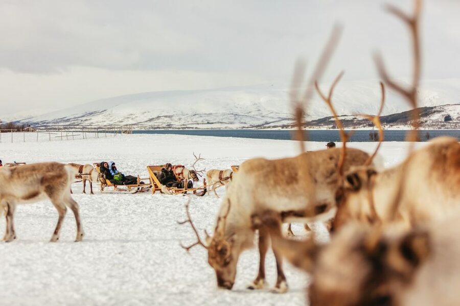 Tromsø: Reindeer Sledding & Feeding with a Sami Guide - Stories, family traditions, and joik singing
