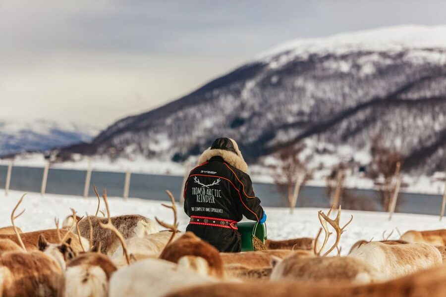 Tromsø: Reindeer Sledding & Feeding with a Sami Guide - Timing, group size, and the pace of the visit