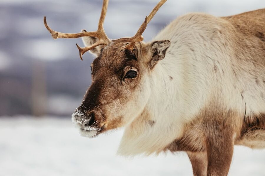 Tromsø: Reindeer Sledding & Feeding with a Sami Guide - Is the $198 price fair?