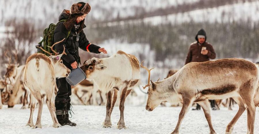 Tromsø: Reindeer Sledding & Feeding with a Sami Guide - What to wear for Arctic conditions