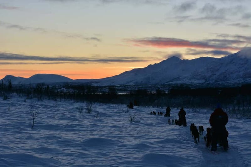 Tromsø: Self-Drive Husky Dog Sledding Adventure - Who should book this Tromsø husky tour?