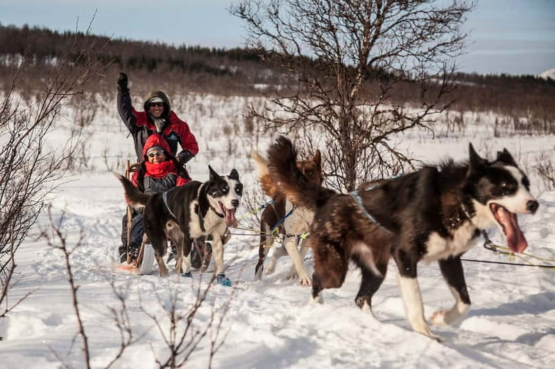 Tromsø: Self-Drive Husky Dog Sledding Adventure - The ride from central Tromsø to Kvaløya