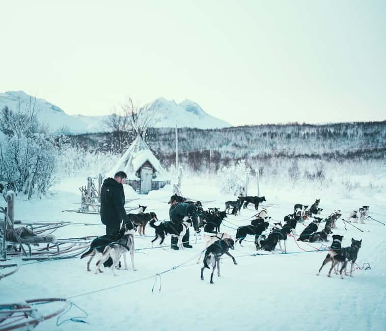 Tromsø: Self-Drive Husky Dog Sledding Adventure - Learning to drive your own sled