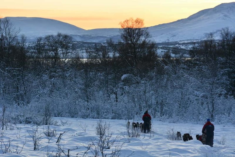 Tromsø: Self-Drive Husky Dog Sledding Adventure - What 70 to 80 minutes on the trail feels like