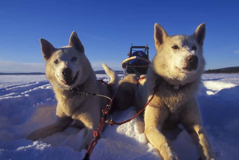 Tromsø: Self-Drive Husky Dog Sledding Adventure - The work behind the excitement