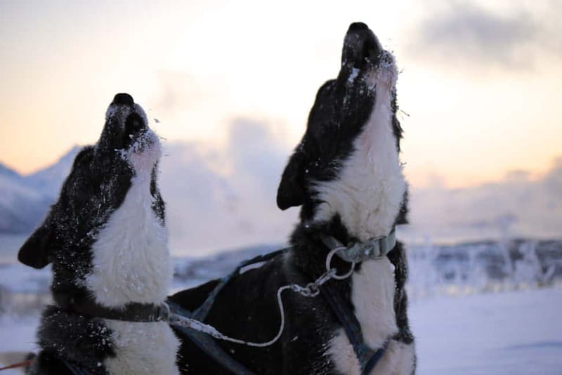 Tromsø: Self-Drive Husky Dog Sledding Adventure - Warm up in the Sami lavvo