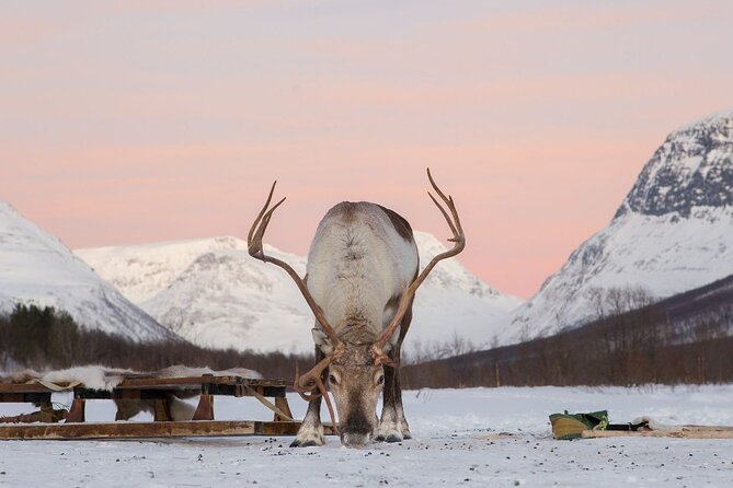 Tromsø Snowmobiling, Ice Domes Snow Park, and Reindeer Visit - Snowmobiling through Tamokdalen