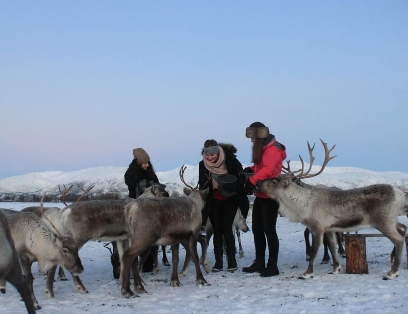 Tromsø: Snowshoeing Tour & Reindeer Encounter with Lunch - Key points to know before booking