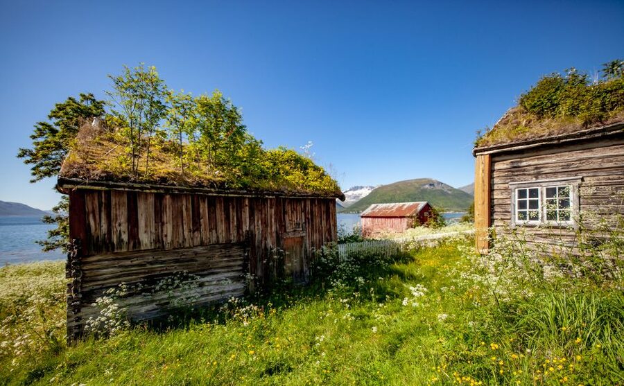 Tromsø: Summer Fjord Road Trip with Citizen Science - Wildlife on a short Arctic outing