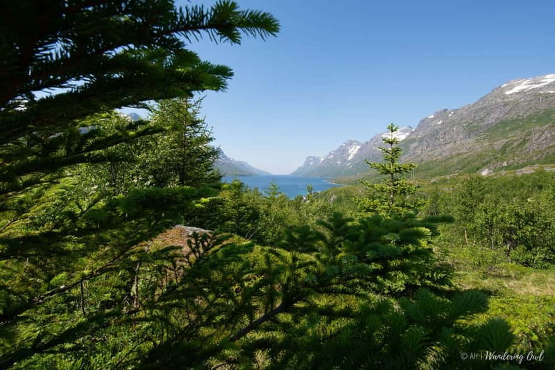 Tromsø: Summer Fjord Road Trip with Citizen Science - Price and overall value at $142
