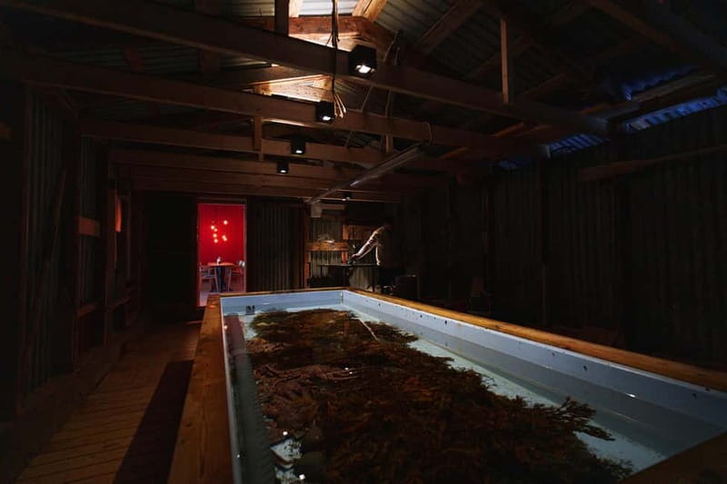 Tromsø: Tasty King Crab Adventure - Is $245 a fair price?