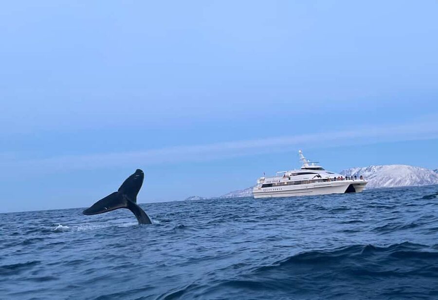 Tromsø Whale Safari with MS Gabriele - Finding orcas and humpback whales near Skjervøy
