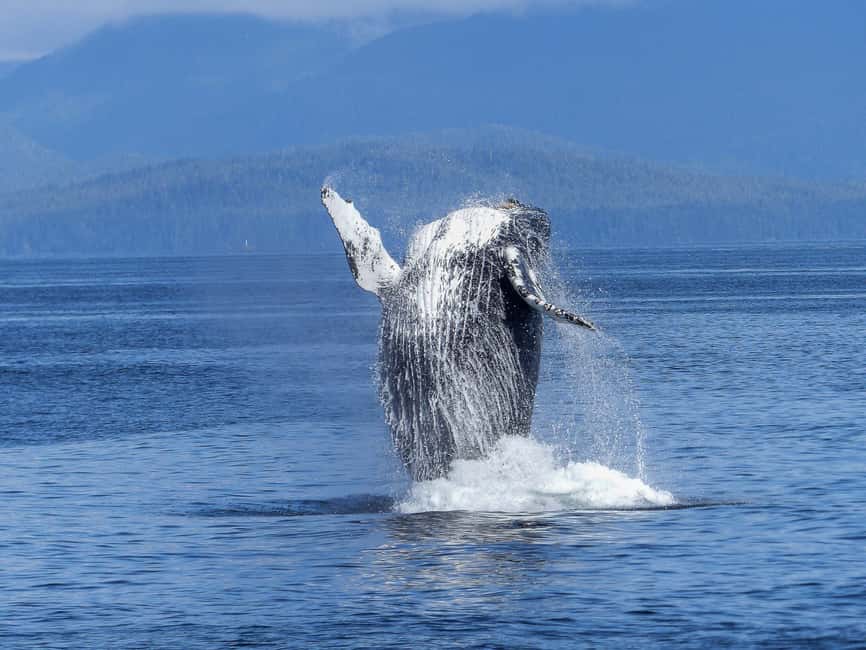 Tromsø Whale Safari with MS Gabriele - Watching from three decks or the warm saloon
