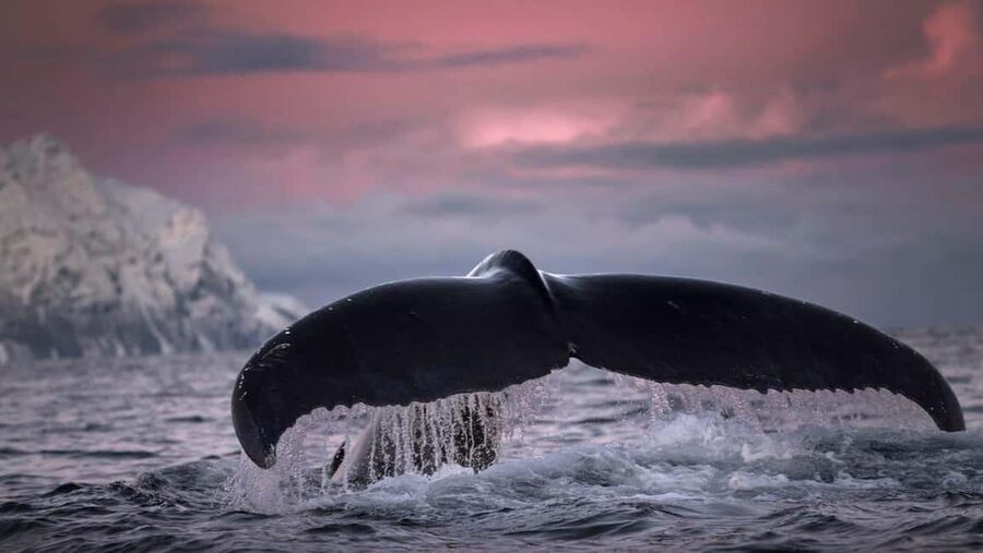 Tromsø Whale Safari with MS Gabriele - Winter timing: December, January, and February