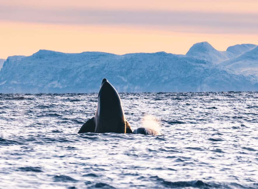 Tromsø Whale Safari with MS Keiser Wilhelm - How to get the best day on the water