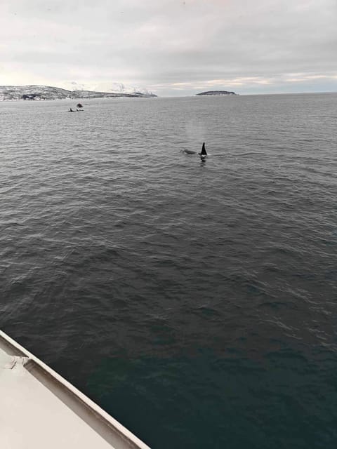 Tromsø Whale Safari with MS Keiser Wilhelm - Who should book this whale safari