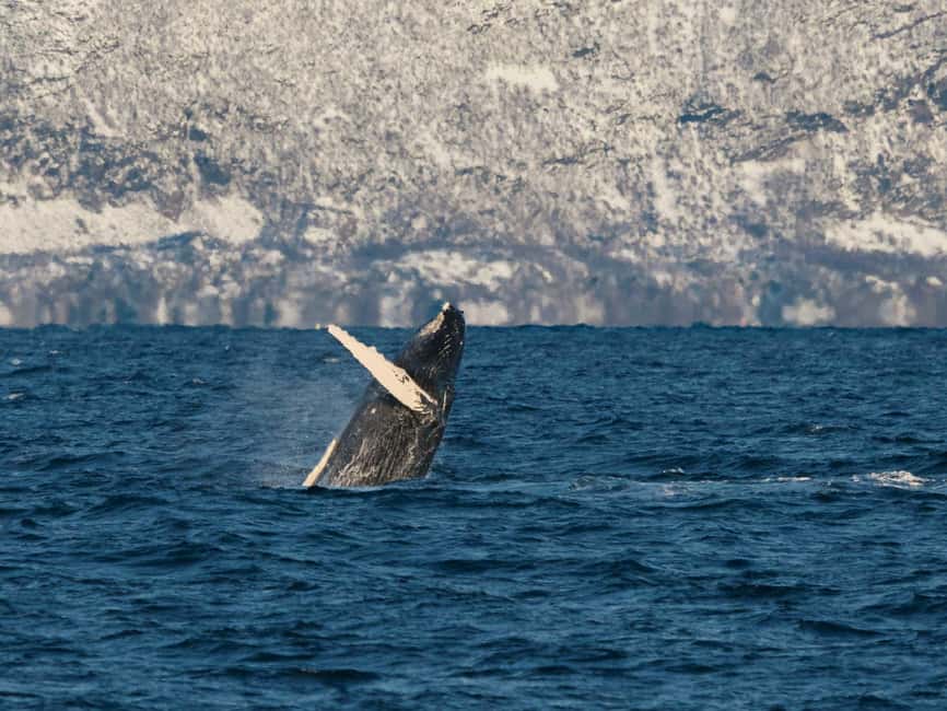 Tromsø: Whale Watching Tour by Hybrid-Electric Boat - Key points to know before booking