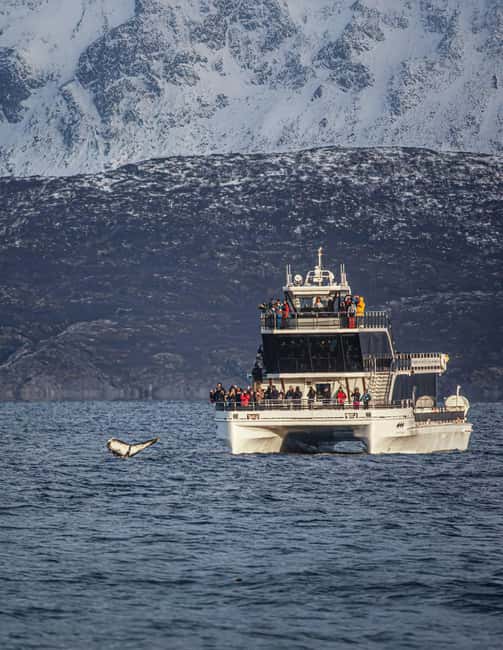 Tromsø: Whale Watching Tour by Hybrid-Electric Boat - Why this Tromsø whale tour is worth your day