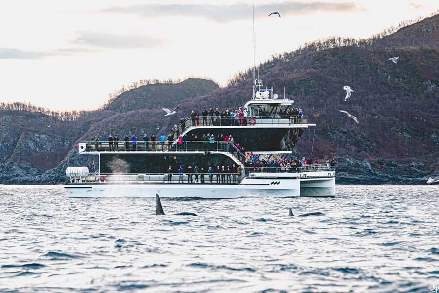 Tromsø: Whale Watching Tour by Hybrid-Electric Boat - The long run north through Arctic fjords