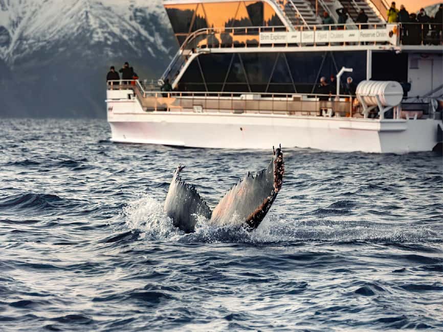 Tromsø: Whale Watching Tour by Hybrid-Electric Boat - Who should book this experience?