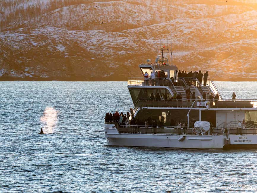 Tromsø: Whale Watching Tour by Hybrid-Electric Boat - My booking advice