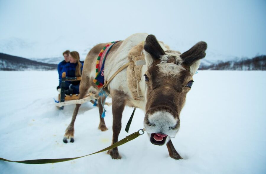 True Locals of the Arctic: Reindeer Sledding at Camp Tamok - From Tromsø to the Tamokdalen wilderness