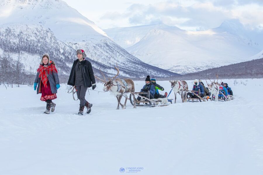 True Locals of the Arctic: Reindeer Sledding at Camp Tamok - Meeting the small reindeer herd