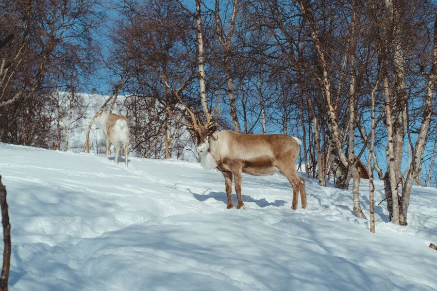 True Locals of the Arctic: Reindeer Sledding at Camp Tamok - Getting dressed for Arctic conditions