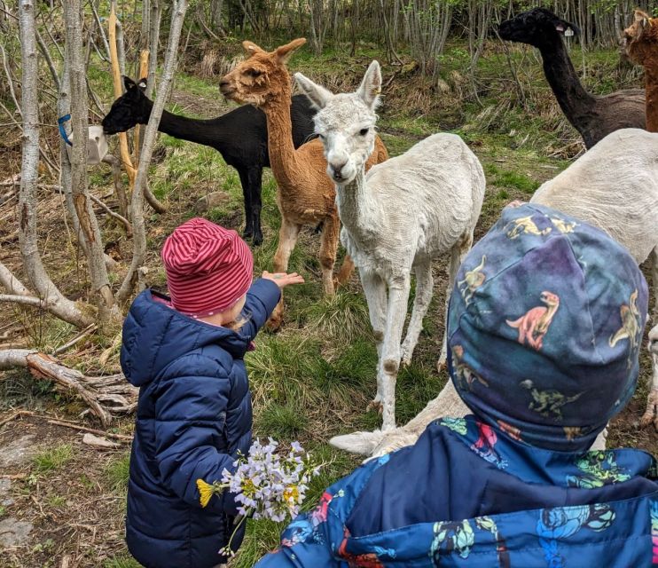 Vik i Sogn: Authentic Farm Visit - Why Steim Farm Feels Different From a Standard Animal Visit