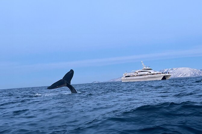 Whale Safari in Tromso - Setting out from Tromsø at 9 a.m.