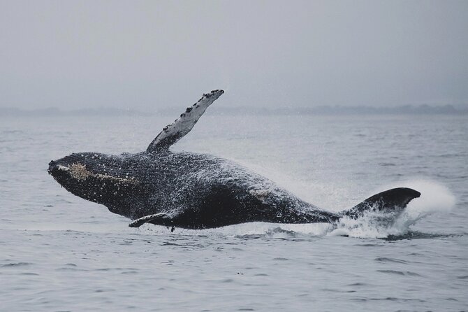 Whale Safari in Tromso - Orcas and humpbacks are the main reward