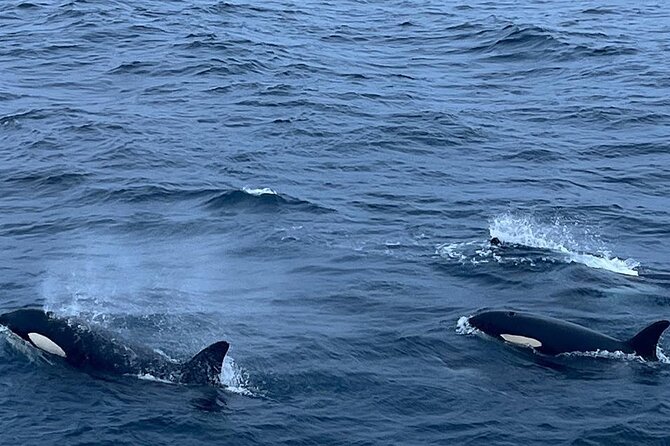Whale Safari in Tromso - Finding a good viewing position