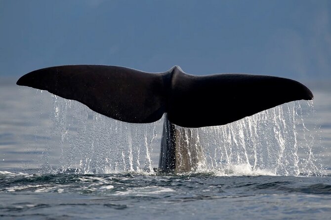 Whale Safari in Tromso - Warm inside, but bring food and serious clothing