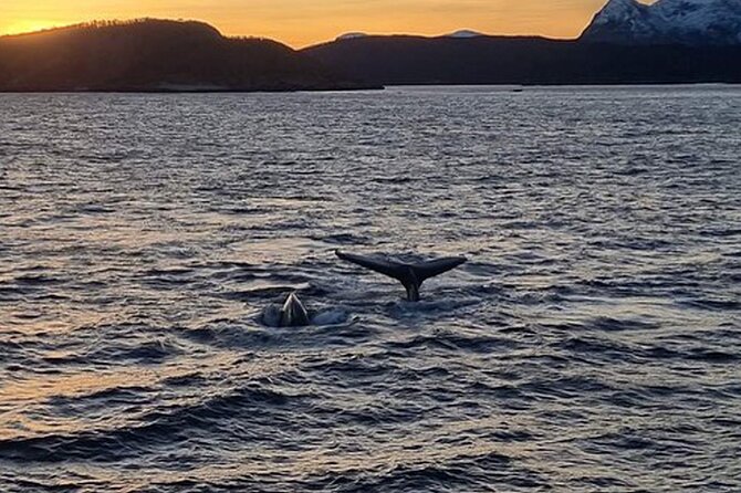 Whale Safari in Tromso - Is $182 a fair price?