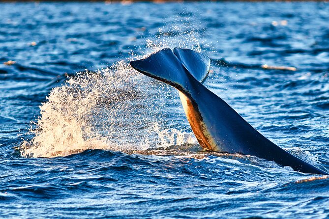 Whale safari with Puffins and Muffins (Andøy, Vesterålen) - Why Bleik Canyon matters for wildlife