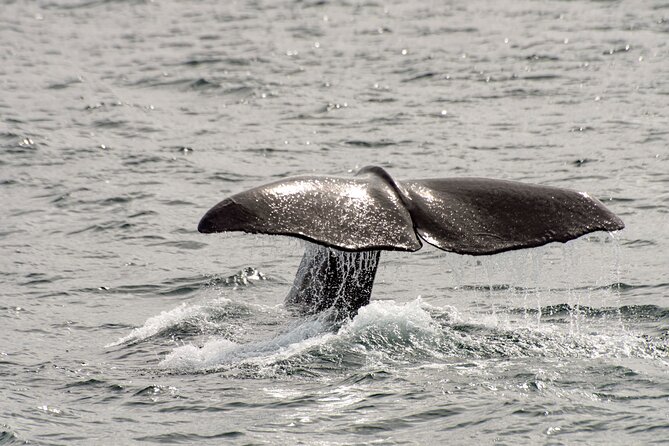Whale safari with Puffins and Muffins (Andøy, Vesterålen) - What the three-and-a-half-hour schedule gives you