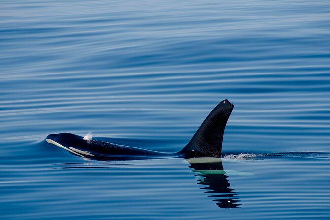 Whale safari with Puffins and Muffins (Andøy, Vesterålen) - A closer look at the small boat
