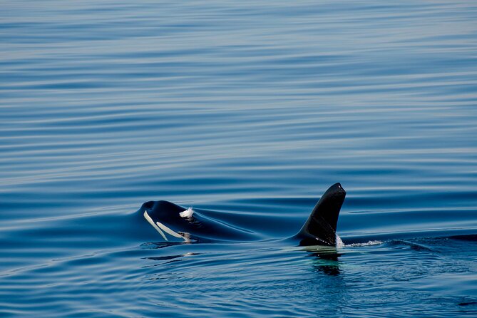 Whale safari with Puffins and Muffins (Andøy, Vesterålen) - The hosts and the human side of the trip