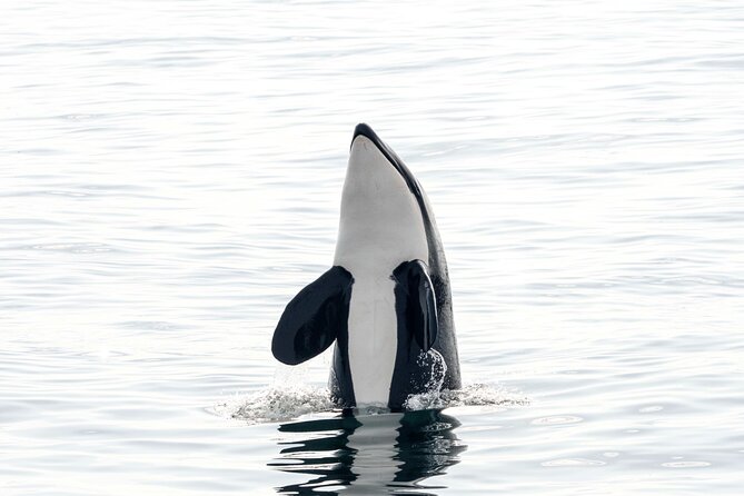 Whale safari with Puffins and Muffins (Andøy, Vesterålen) - Who will enjoy this outing most?