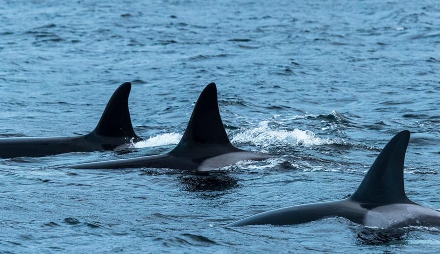 Whale Watching RIB Safari at Skjervøy - Why Skjervøy is worth the long ride
