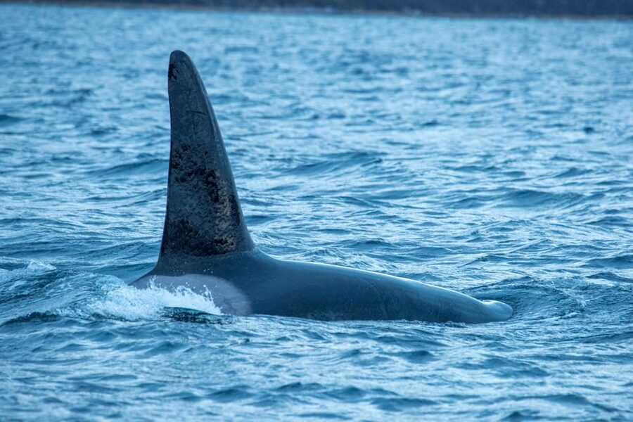 Whale Watching RIB Safari at Skjervøy - Food, warmth, and simple practical advice