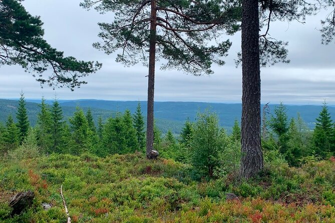 Wildlife Forest Hike - What the $65 price really covers
