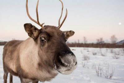 Winter Fjord Road Trip with Wandering Owl
