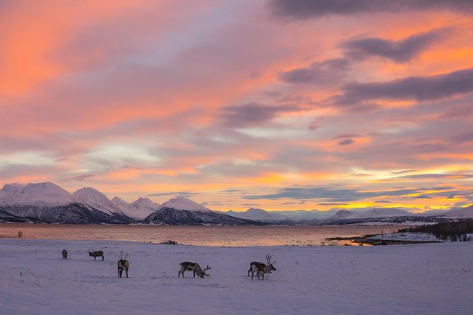 Winter Fjord Road Trip with Wandering Owl - Choosing a guide and making the day your own